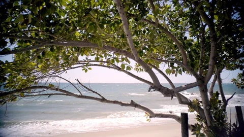 Malibu Beach Under Tree Stock Footage 127604054