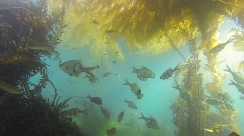Malibu Kelp Forest 스톡 동영상 41389138