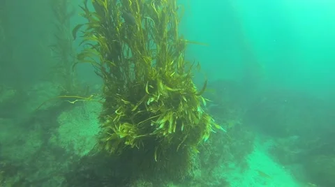 Malibu Kelp Forest Video stock 41389624