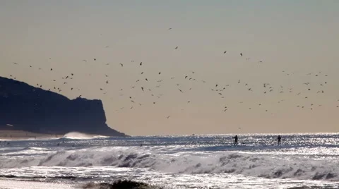 Malibu landscape - flock of gulls over yonder Stock Footage 5295648