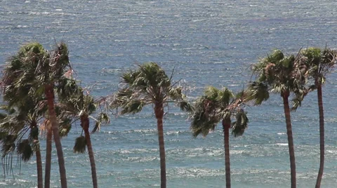Malibu Palm Trees 動画素材 37993047