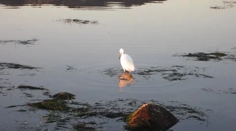 Malibu Tide Pools Closeup Egret Hunting (realtime handheld) Stock Footage 47409239