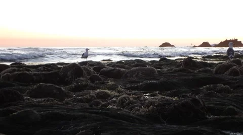 Malibu Tide Pools Closeup rocks Egret walk-thru Stock Footage 47409327