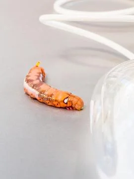 Malicious computer worm . - Concept for data security. Stock Photos