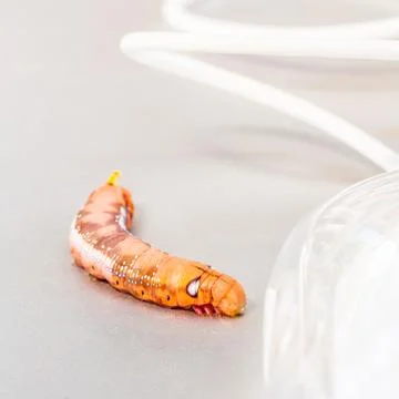 Malicious computer worm . - Concept for data security. Stock Photos