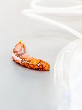 Malicious computer worm . - Concept for data security. 스톡 사진
