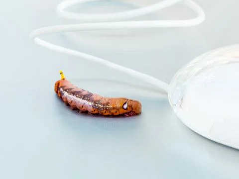 Malicious computer worm . - Concept for data security. 스톡 사진