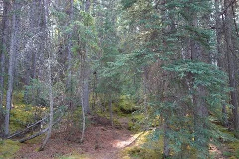 Maligne Canyon in Alberta Stock Photos