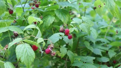 малина Stock Footage 79038559