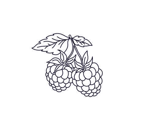 Malina Stock Illustration