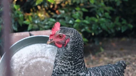 A Maline chicken looking around 库存影片 243519268