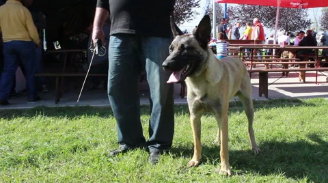 Malinois (Belgian Shepherd Dog) Stock Video Pond5