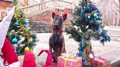 Malinois in deer antlers sit between Stock Video Pond5 - Main Image