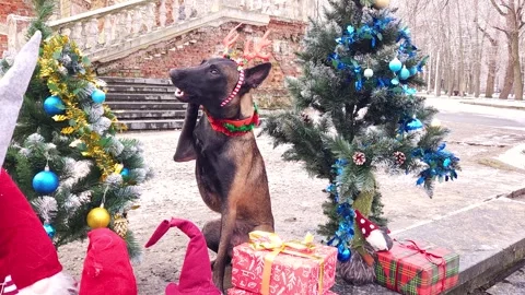 Malinois in deer antlers sit between decorated Christmas trees Stock Footage 276479918