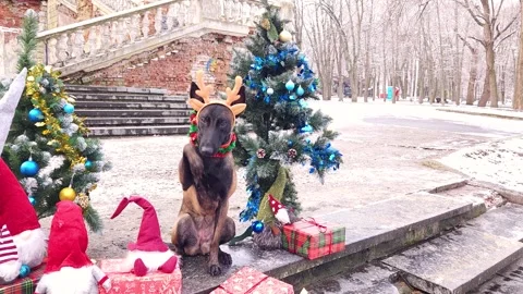 Malinois in deer antlers sit between decorated Christmas trees Stock Footage 276479937