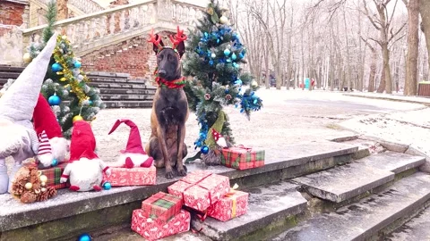 Malinois in deer antlers sit between Stock Video Pond5