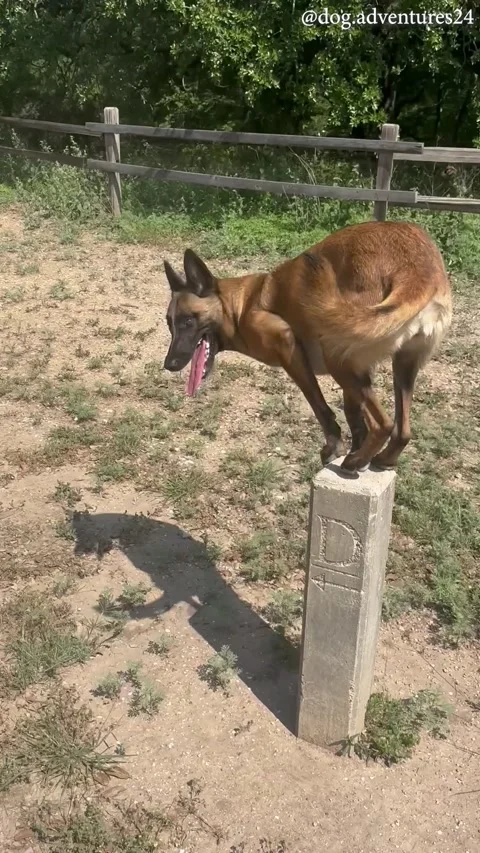 Malinois Does Climbing Tricks In Texas, San Saba, Texas, USA - 22 May 2025 Video stock 310750290
