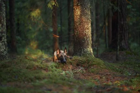 Malinois on forest floor in shade Stock Photos