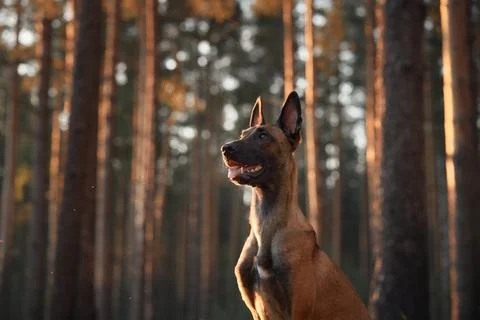 Malinois in forest light Stock Photos