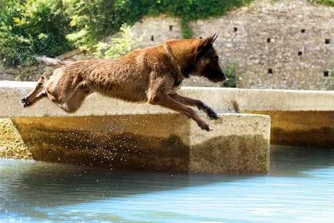 Malinois jumping in the river Stock Photos