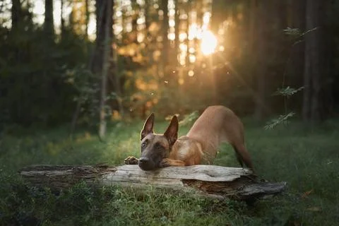 Malinois laying in evening light Stock Photos