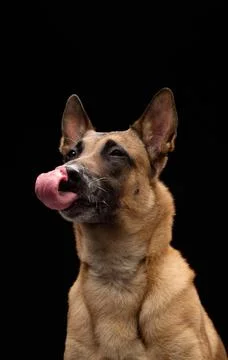 Malinois mid-lick from front view Stock Photos