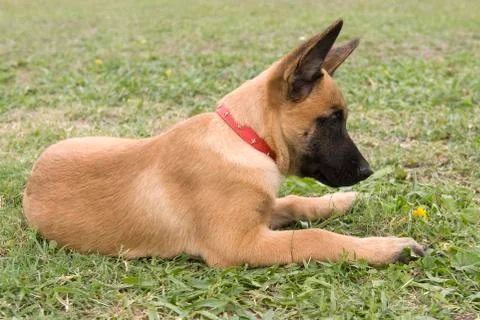 Malinois Stock Photos