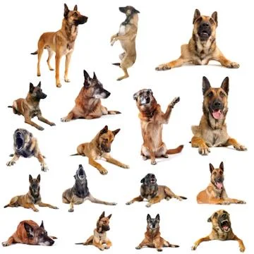 Malinois Stock Photos