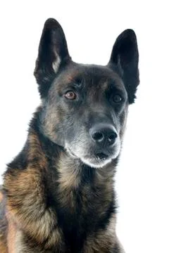 Malinois Stock Photos