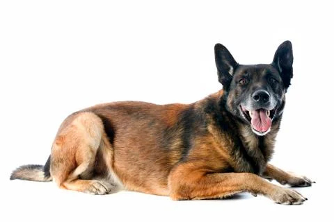 Malinois Stock Photos