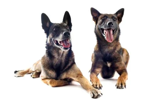 Malinois Stock Photos