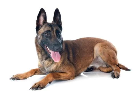 Malinois Stock Photos