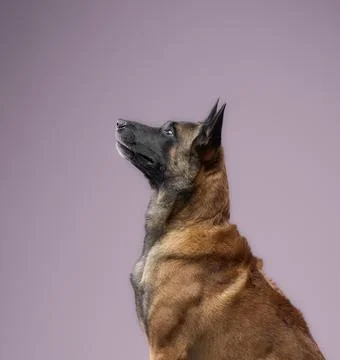 Malinois profile view looking upward Stock Photos