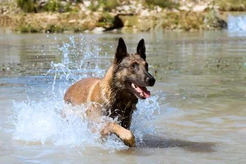 Malinois in the river Foto stock