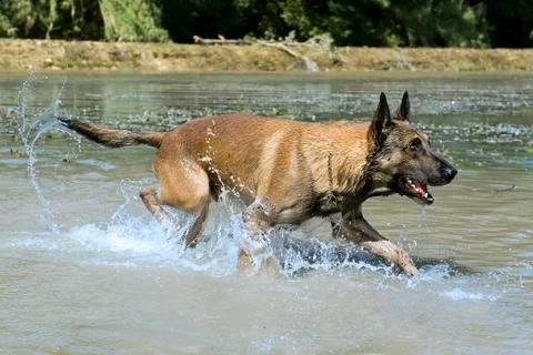 Malinois in the river Stock Photos