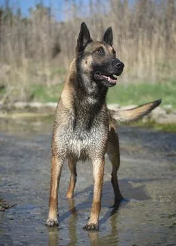 Malinois in the river Stock Photos