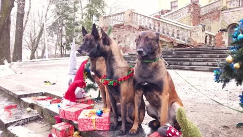 Malinois  sit between decorated Christmas trees Stock Footage 276479943