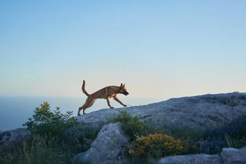 Malinois stepping into sunlight Stock Photos