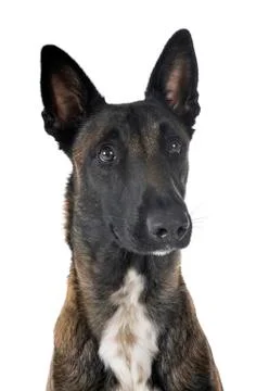 Malinois in studio Stock Photos