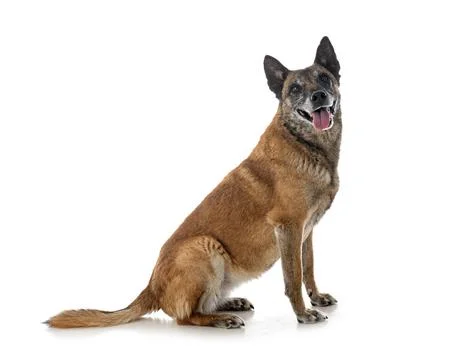 Malinois in studio Stock Photos