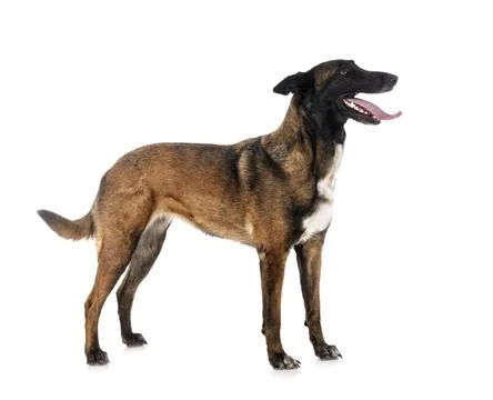 Malinois in studio Stock Photos