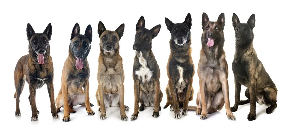 Malinois in studio Stock Photos