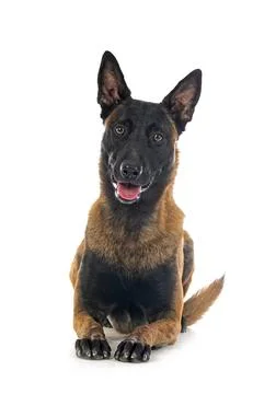 Malinois in studio Stock Photos