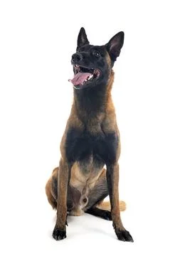Malinois in studio Stock Photos