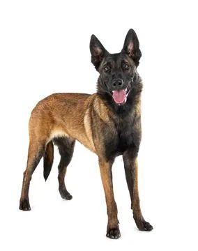 Malinois in studio Stock Photos