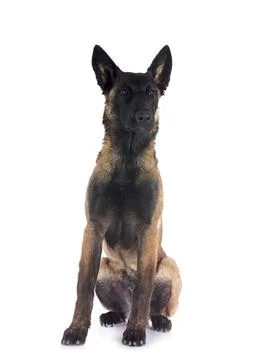 Malinois in studio Stock Photos