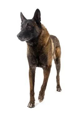 Malinois in studio Stock Photos