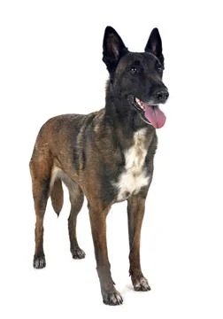 Malinois in studio Stock Photos