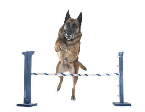 Malinois in studio Stock Photos