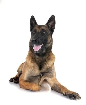 Malinois in studio Stock Photos